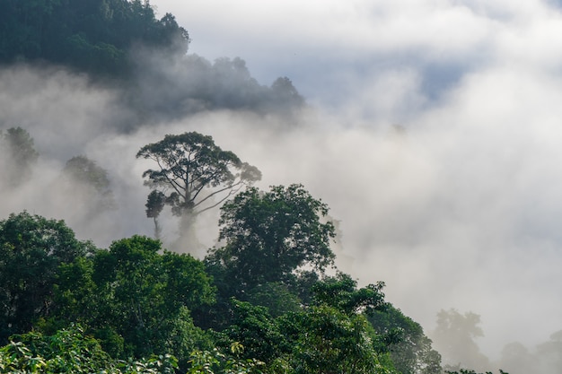 Vista degli alberi coperti da nebbia nel distretto di aiyoweng, tailandia del sud.