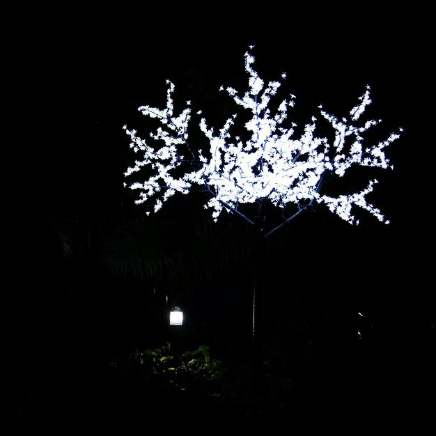 Photo view of trees in the dark