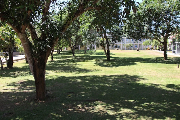 view of trees during the day