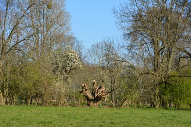 View of trees on field against sky