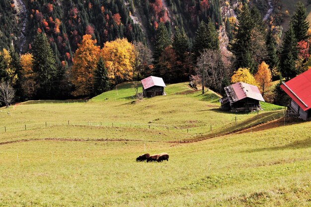 View of trees  on field during autumn at gimmelwald switzerland