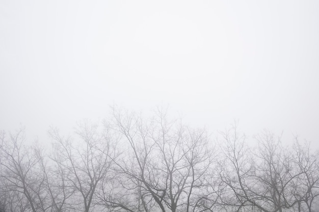 View at trees in the foggy winter day