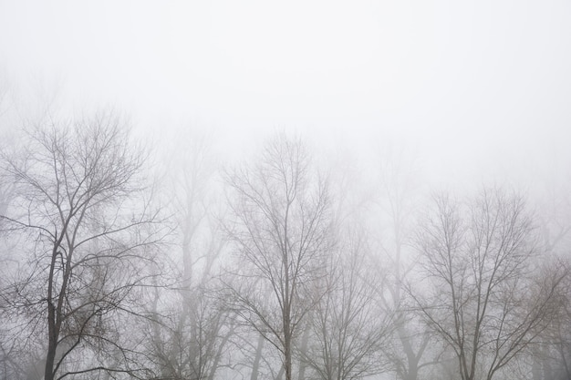 View at trees in the foggy winter day