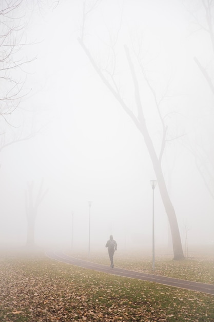 View at trees in the foggy winter day