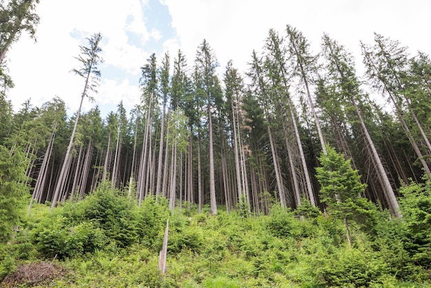 View of trees forest Carpathian mountains The nature of the Ukrainian Carpathians