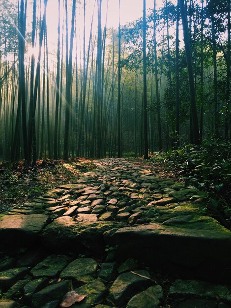 Photo view of trees in forest during autumn