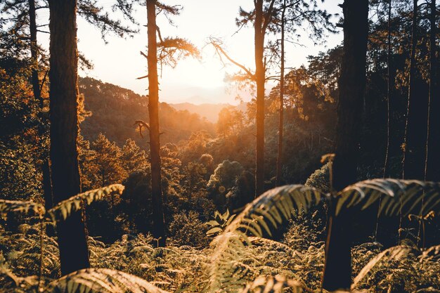 Photo view of trees in forest during sunset