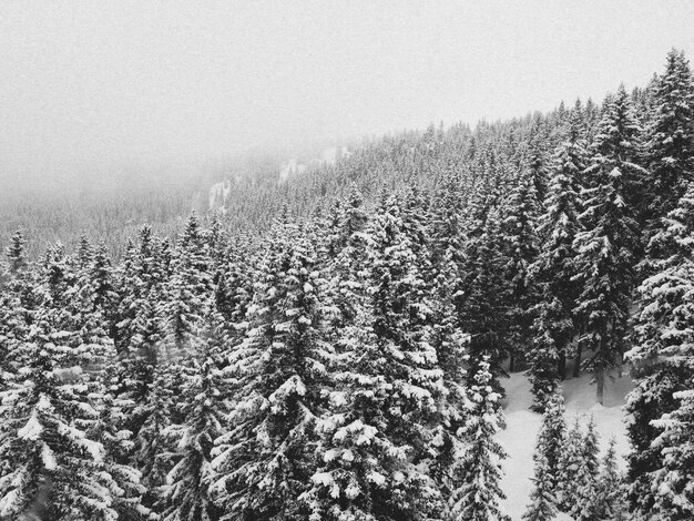 Photo view of trees in forest during winter