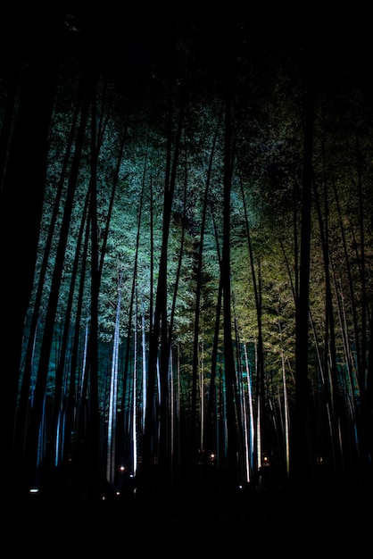 Foto vista degli alberi nella foresta di notte