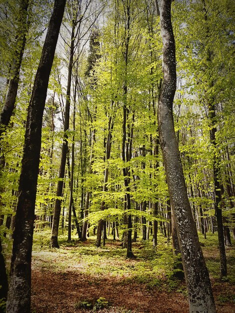 View of trees in forest