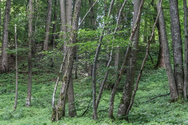 View of trees in forest