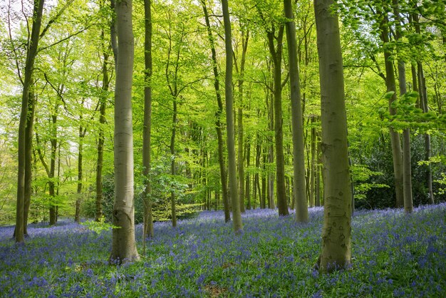 View of trees in forest