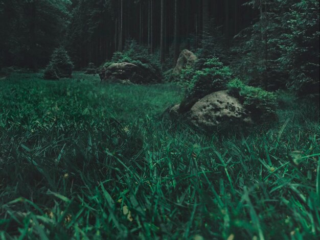 Photo view of trees in forest