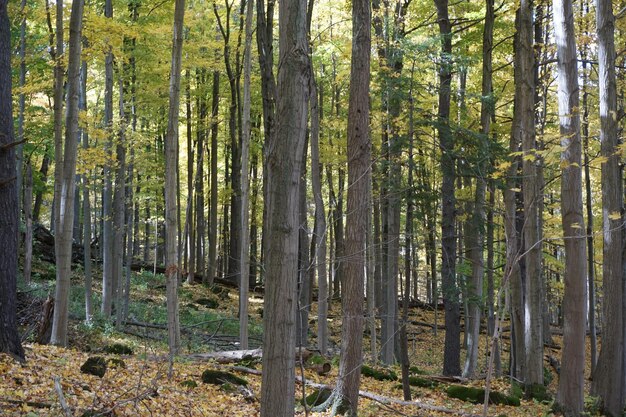 View of trees in forest