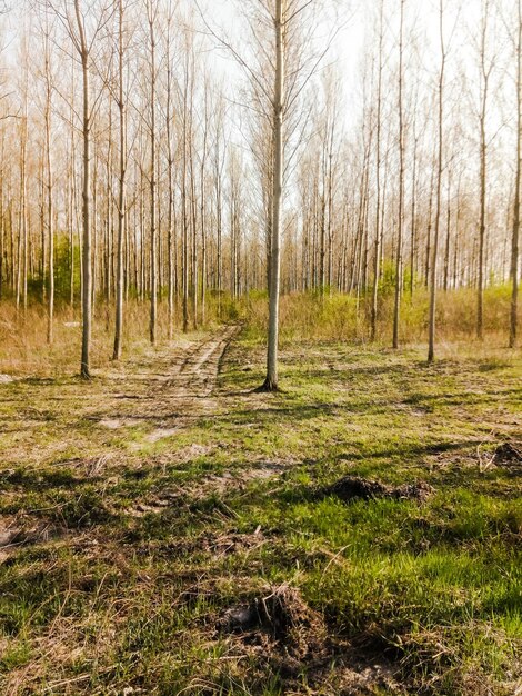 Photo view of trees in forest