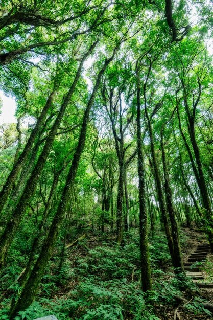 Foto vista degli alberi nella foresta