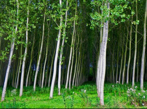 View of trees in forest