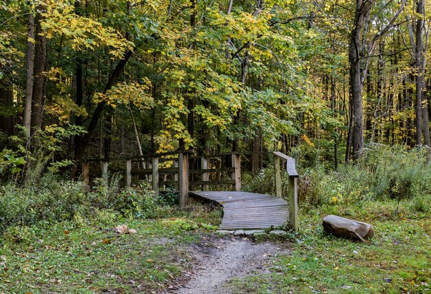 View of trees in forest