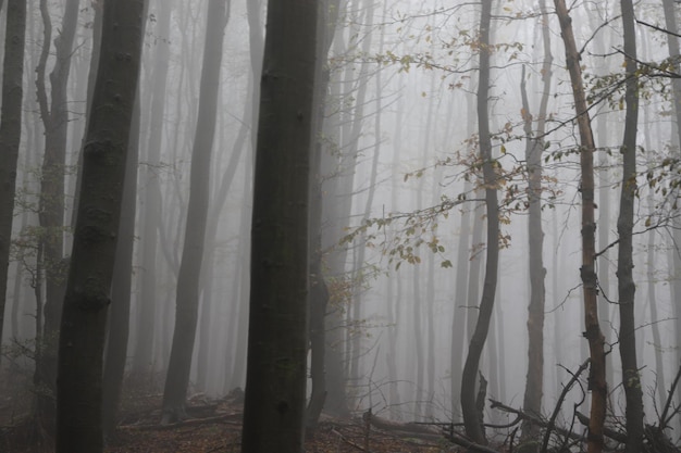 Photo view of trees in forest