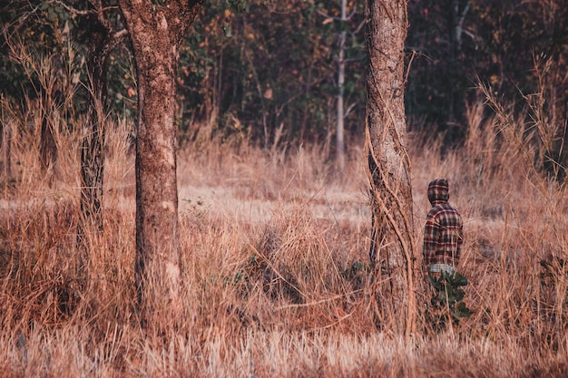 Photo view of trees in forest