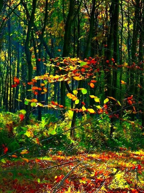 View of trees in forest