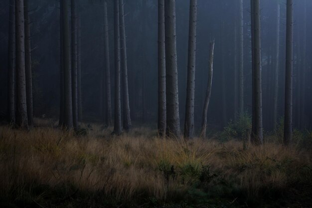 Photo view of trees in forest