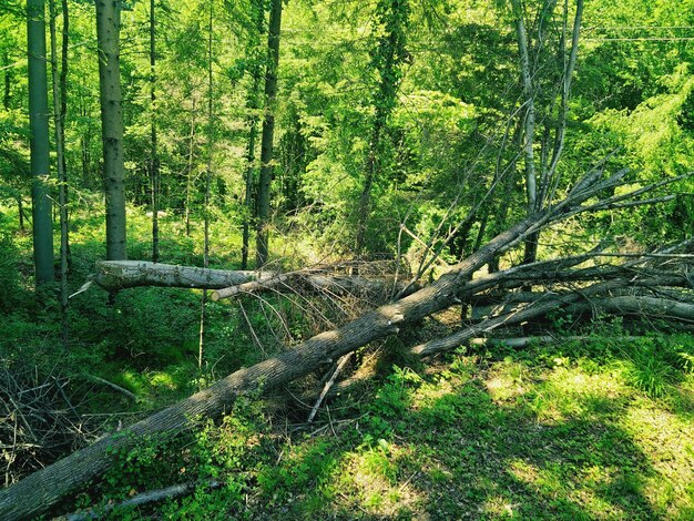 View of trees in forest