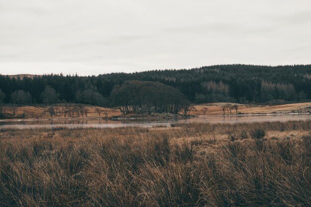 Photo view of trees in forest