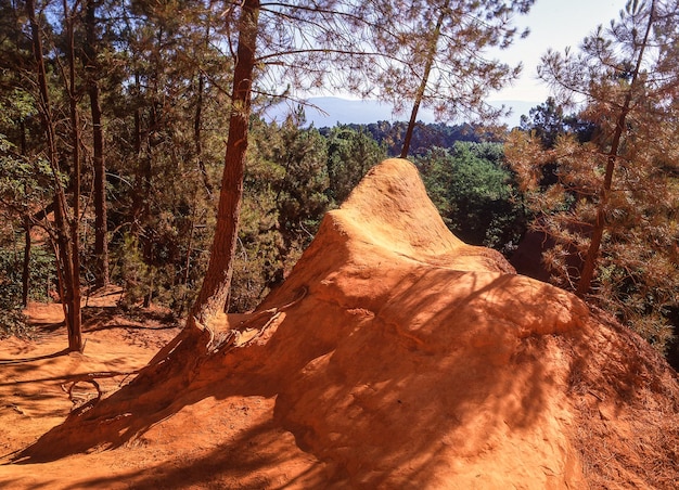 Photo view of trees in forest