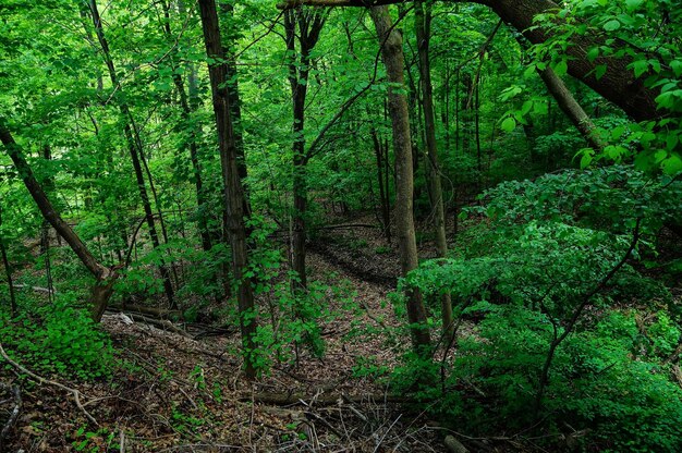 View of trees in forest