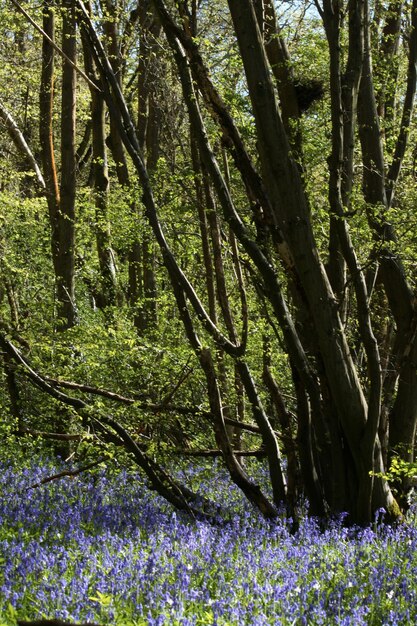 Foto vista degli alberi nella foresta