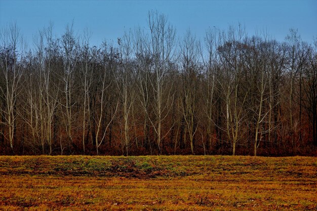 Foto vista degli alberi nella foresta