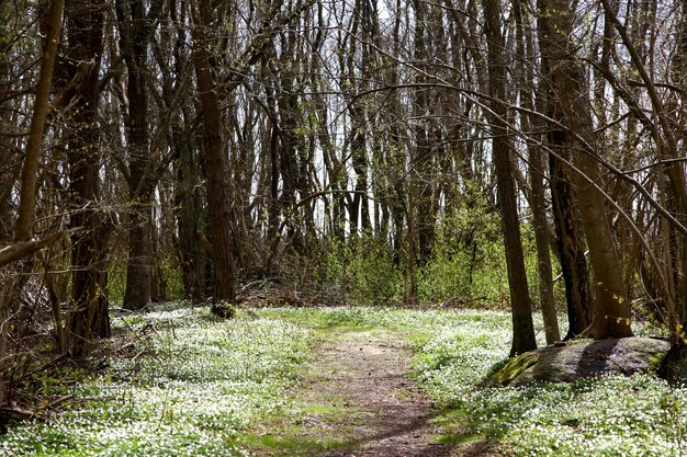 View of trees in forest