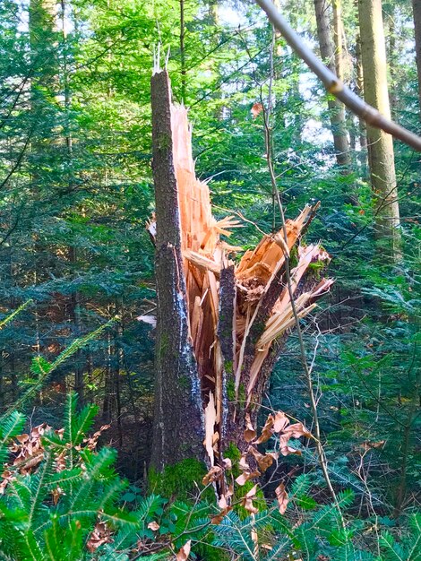 View of trees in forest