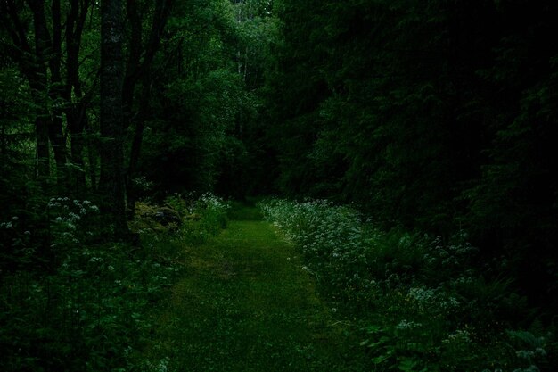 Photo view of trees in forest