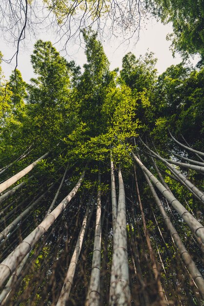 Foto vista degli alberi nella foresta