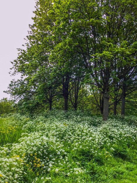 View of trees in forest