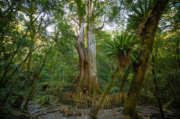 Photo view of trees in forest