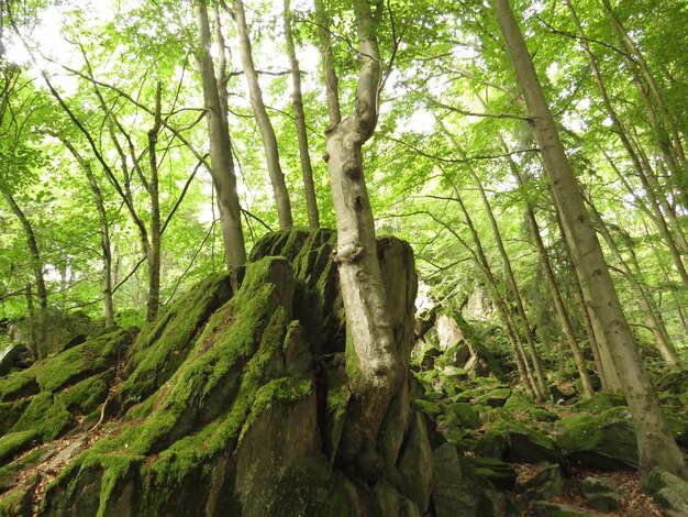 Foto vista degli alberi nella foresta