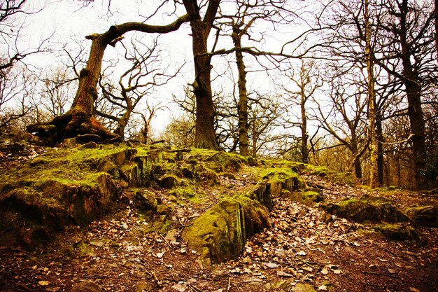 View of trees in forest