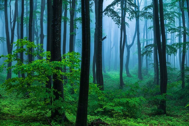 Photo view of trees in forest