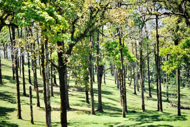 Foto vista degli alberi nella foresta