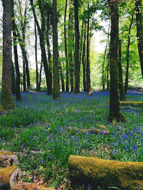 View of trees in the forest