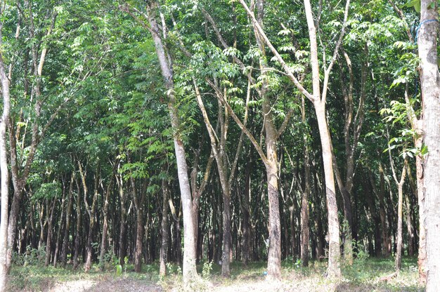 View of trees in forest