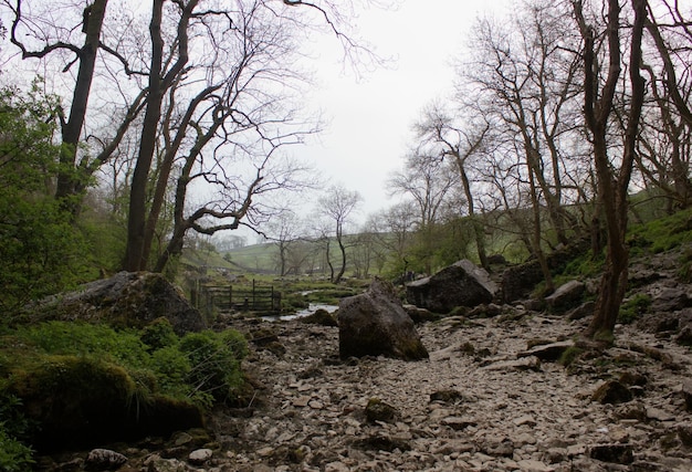 Photo view of trees in forest