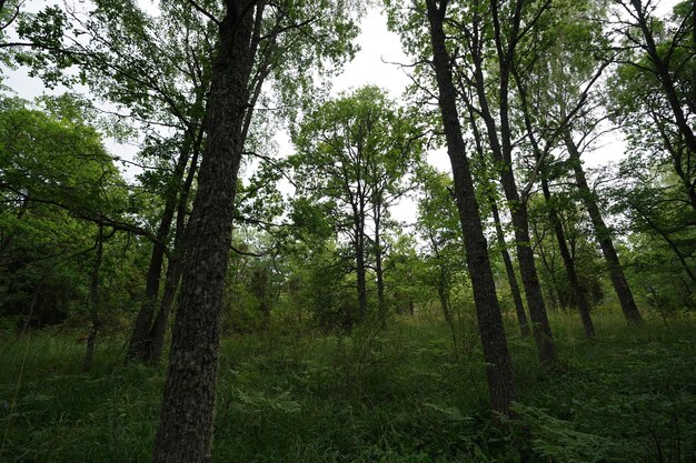 View of trees in forest