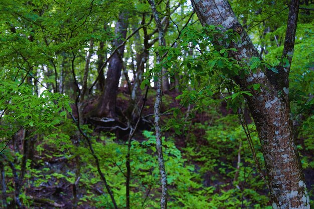 View of trees in forest