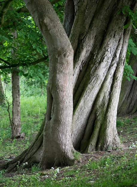 View of trees in forest