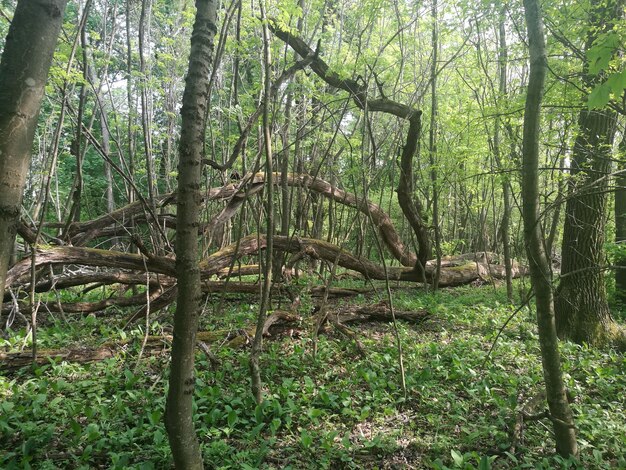 View of trees in forest