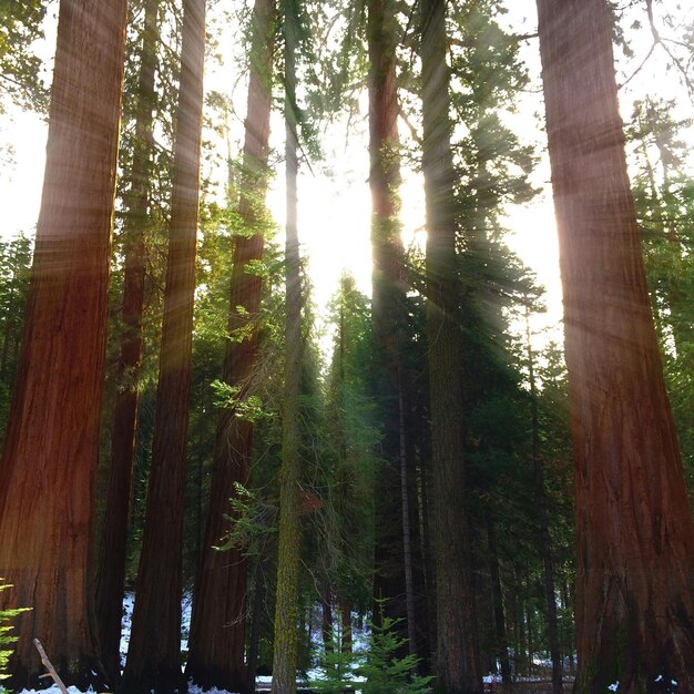 Photo view of trees in forest